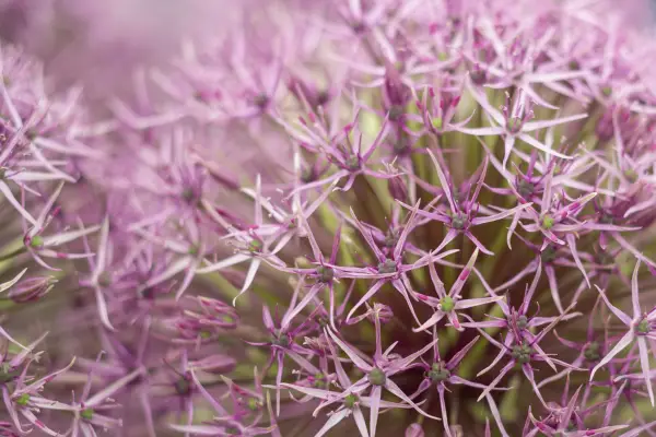 ニンニク「宇宙」