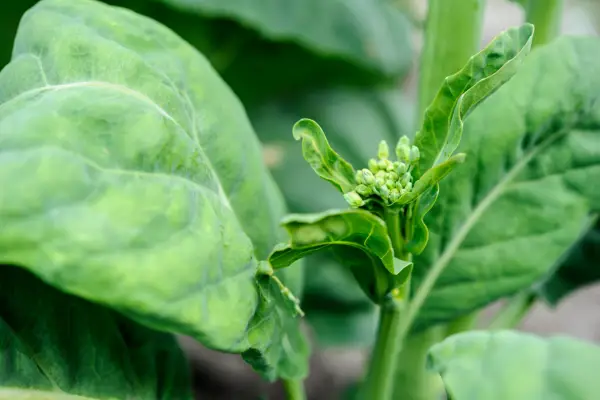 Brassica oleracea 'Brokali Apollo'