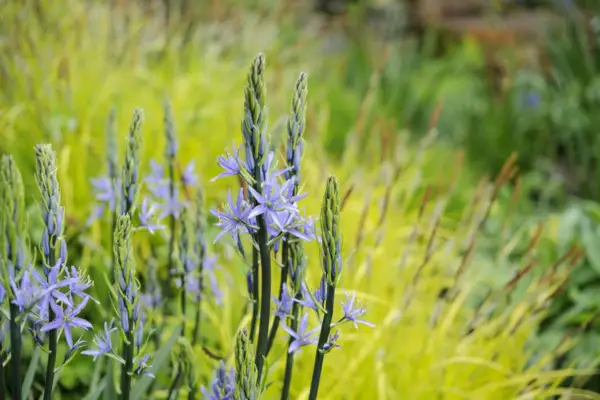 Camagia Lauxtllines „Avon Star Hybrids”