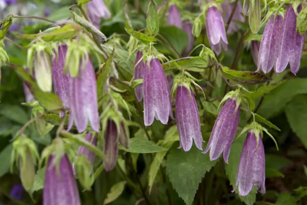 Pamanantika Tago 'Elizabeth'