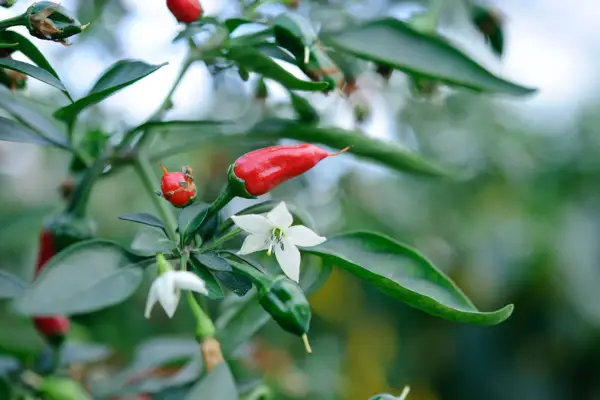 Capsicum år 'Apache'