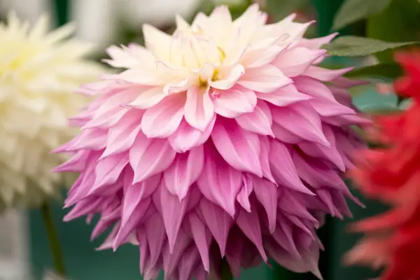 Dahlia 'Sir Alf Ramsey'