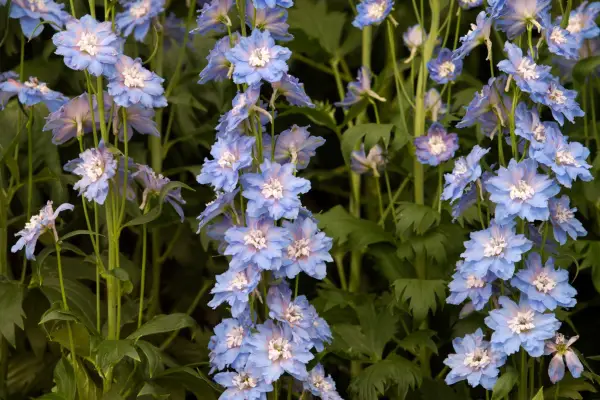 Delphinium 'Blue Lagoon'