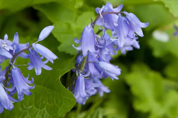 How to grow bluebells