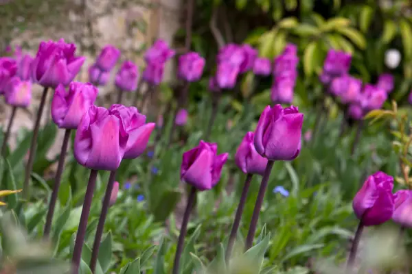 Swathe of spring tulips
