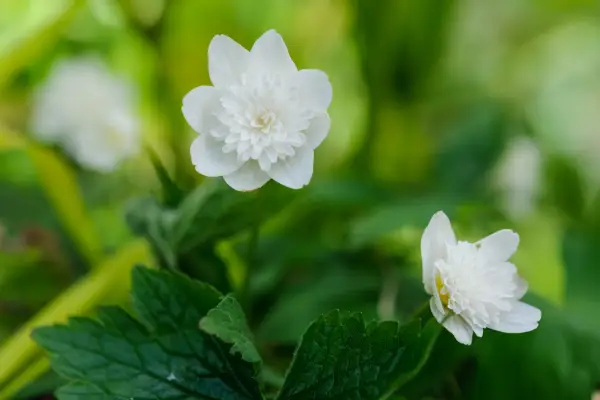 Wood anemone (Anemone nemorosa 