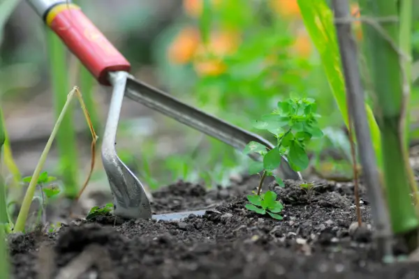 Hoe weeds