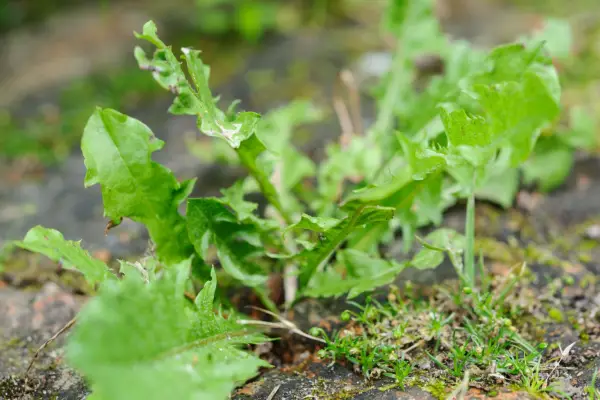 Weeds in paving