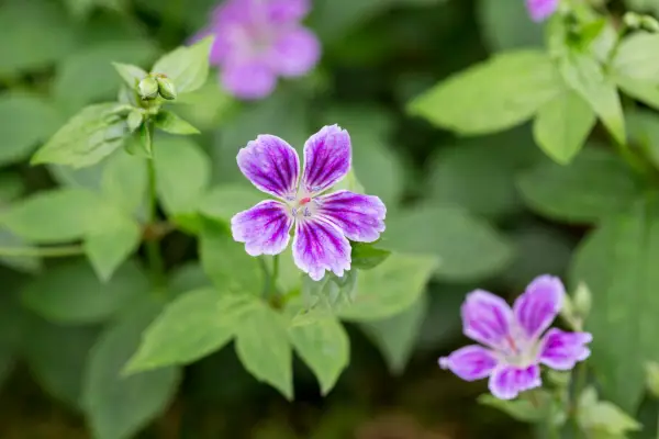 Geranium nodosum 'clos du coudray'