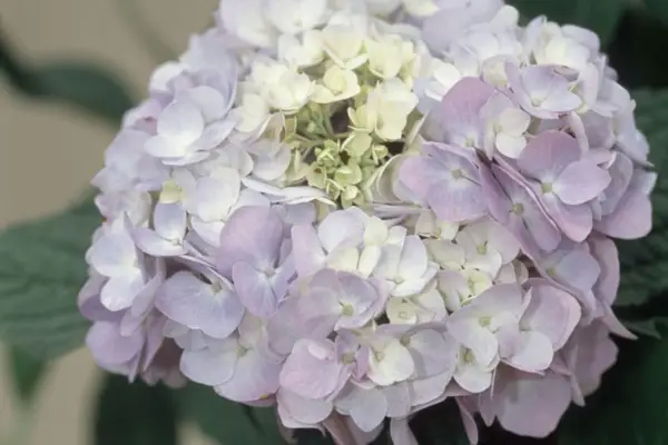 Hydrangea 'Summer interminable'