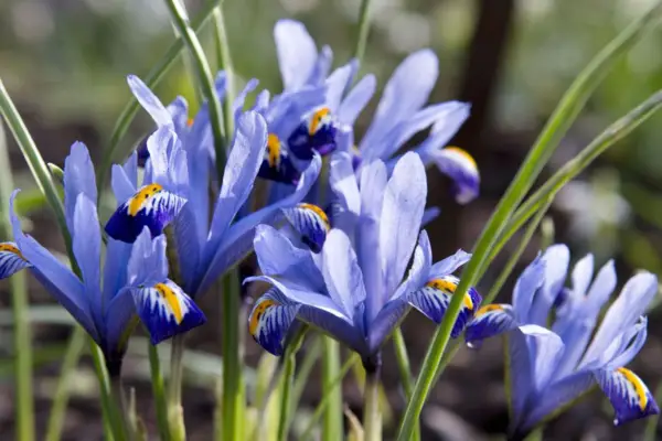 아이리스 '하모니'