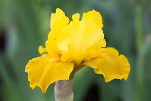 Iris Gold coniato
