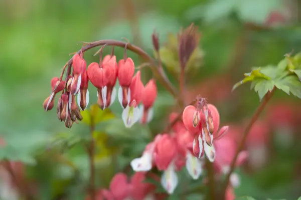 Lamprocapnos atractivo 'San Valentín'