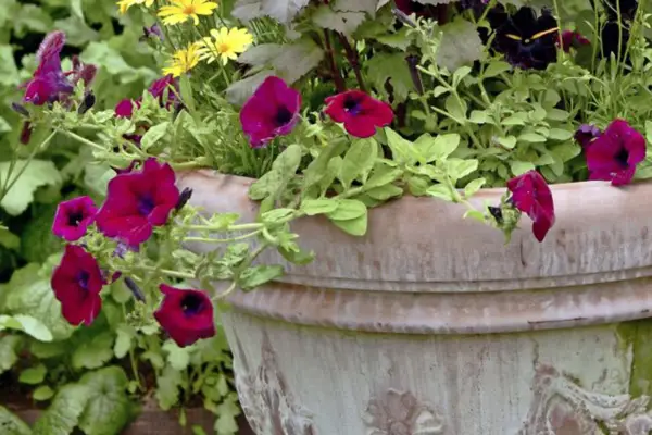 Petunia Surfinia Burgundy