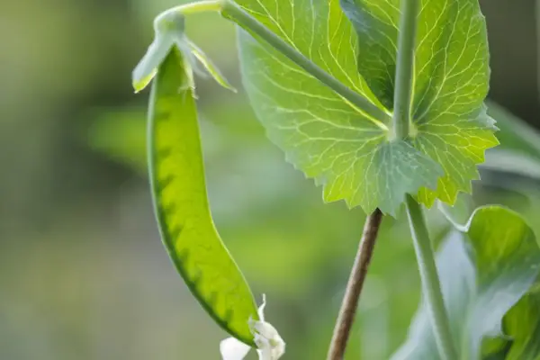 Pisum sativum 'Progress No. 9'