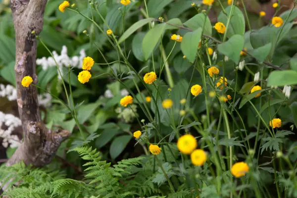 Ranunculus '꽃이 가득한'