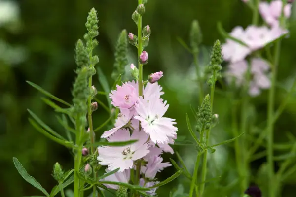 Sidalcea „Elsie Heugh”