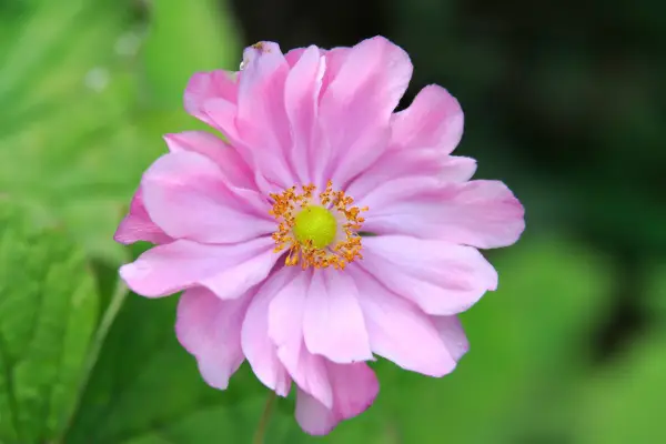 Anemone hupehensis var japonica 