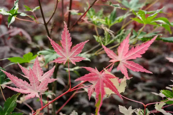 Acer palmatum 