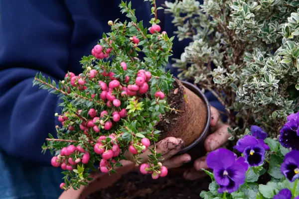 Gaultheria mucronata