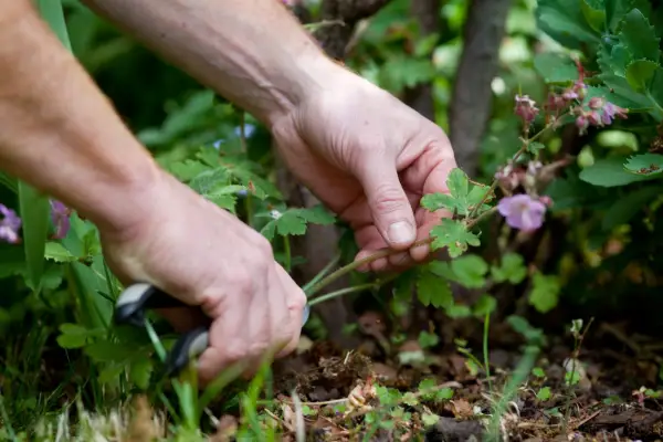 cutting-back-hardy-geraniums-4