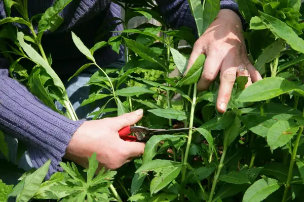 開花後に多年生植物を削減する3つの理由