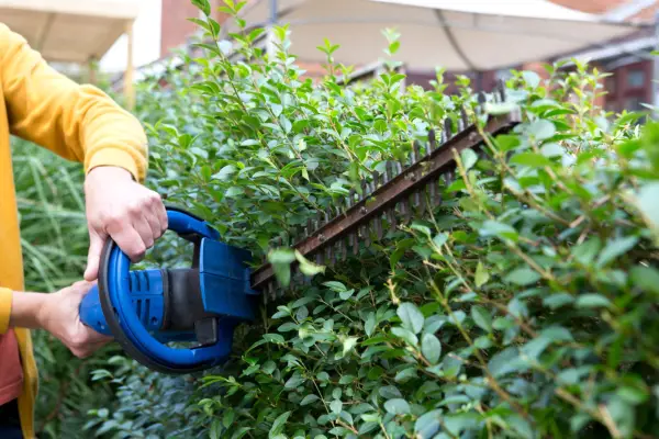 Pruning privet