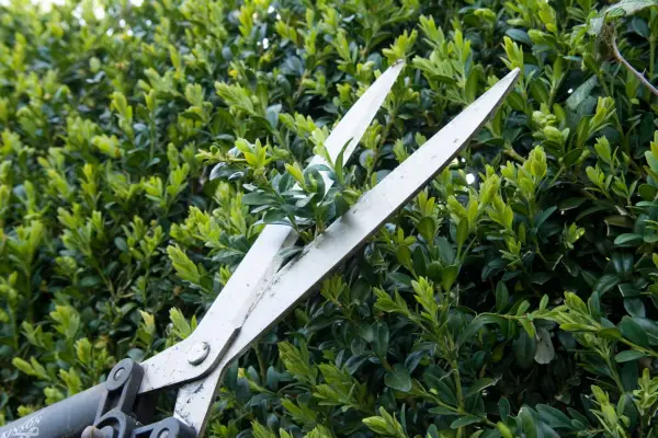 Pruning a box hedge with shears