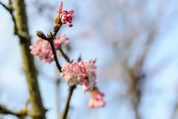 Viburnum Grandiflorum