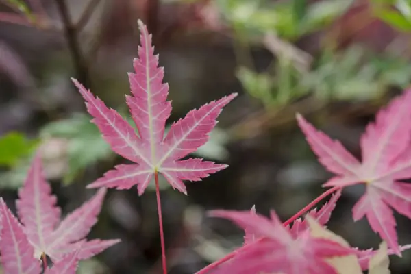 Acer 'Orido-Nishiki'