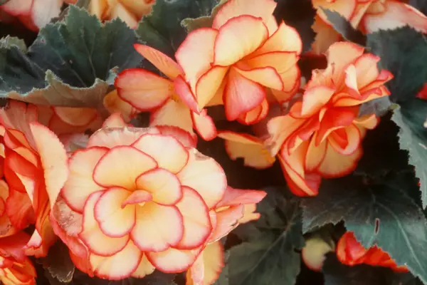 Begonia 'Pictotee Giant's מעורב'