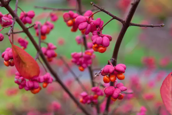 Euonymus europaeus