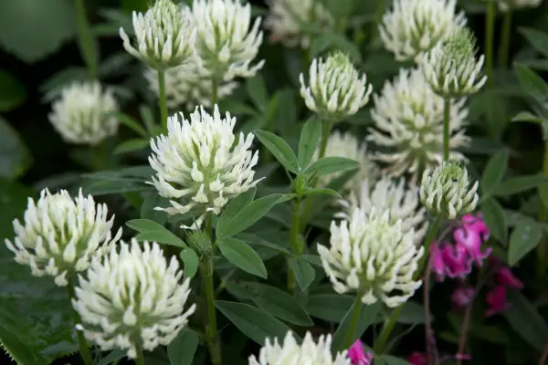 Trifolium ochroleucon
