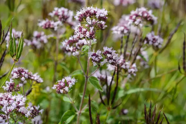 Wild marjoram Origanum vulgare