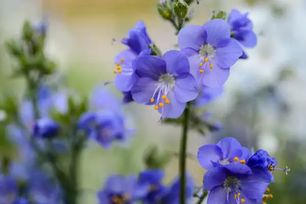 Polemonium in flower
