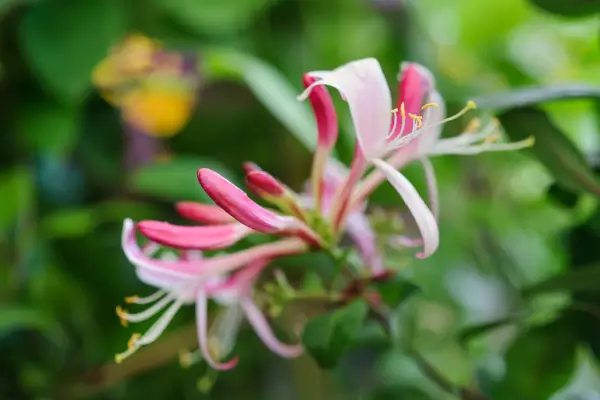 Lonicera 