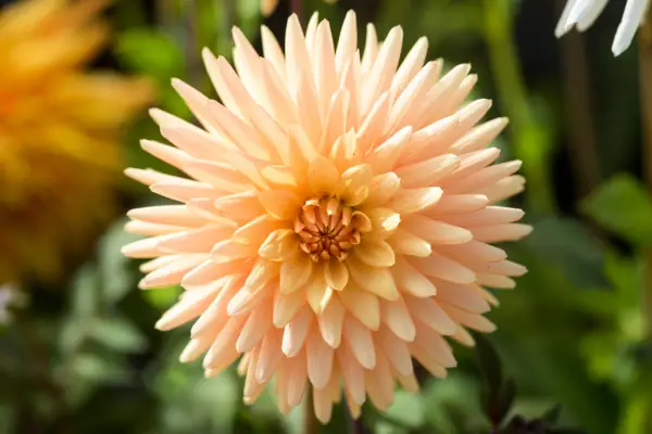 Dahlia 'abrazar'