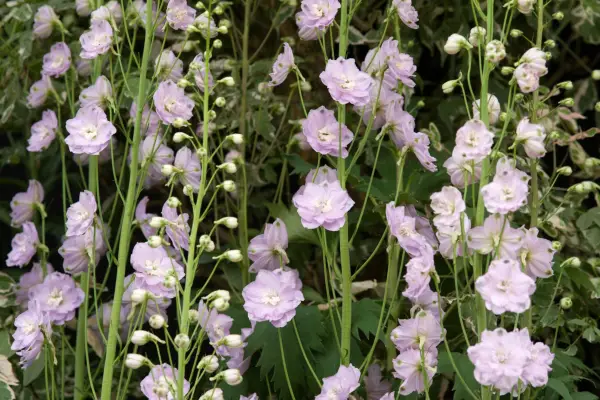Delphinium 'tyrkisk glæde'