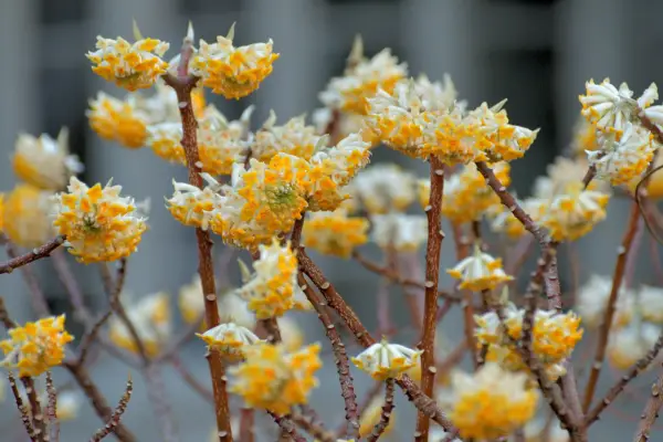Edgeworthia Chrysantha