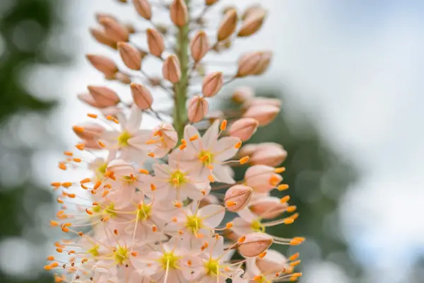 Eremurus 10 Isabellinus 'Romance'