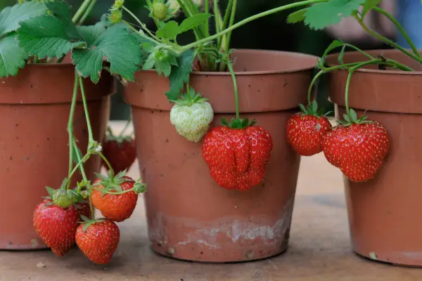 Fragaria x Pantassa 'Sonata'