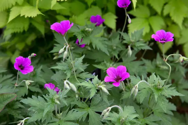 Geranium 'patricia'
