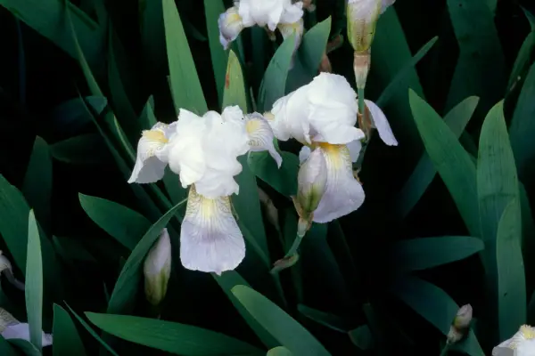 Iris 'Florentina' '