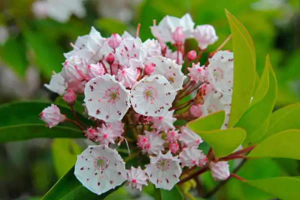 Kalmia Latifolia