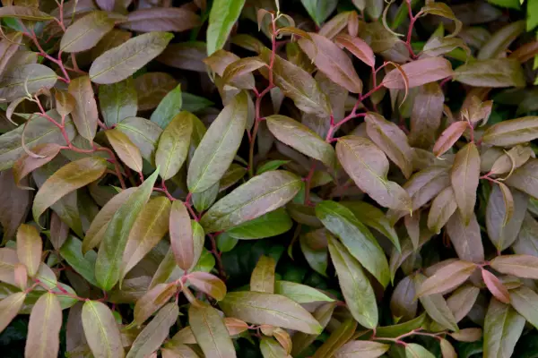 Leucothoe Keizkei Royal Ruby