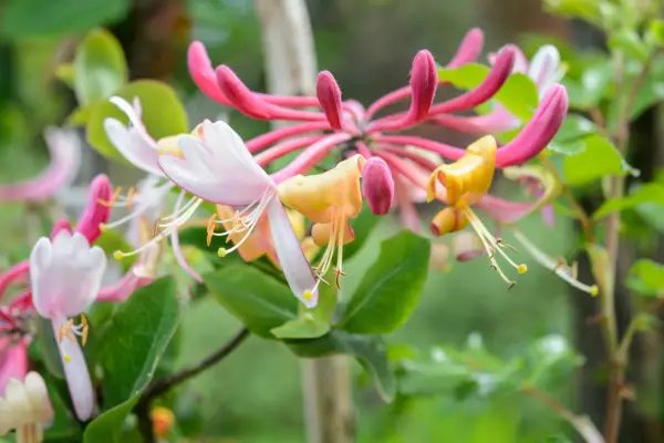 Lonicera periclymenum