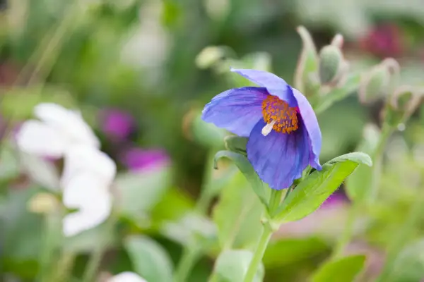 Meconopsis 'Barney's Blue'