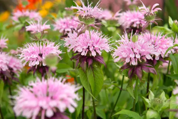 Monarda Didyma 'Beauty of Cobham'