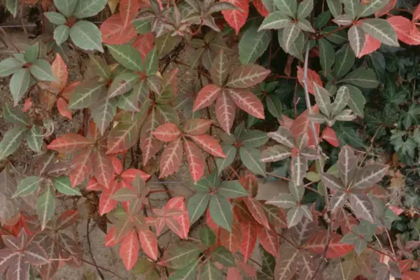 Parthénossus Henryana