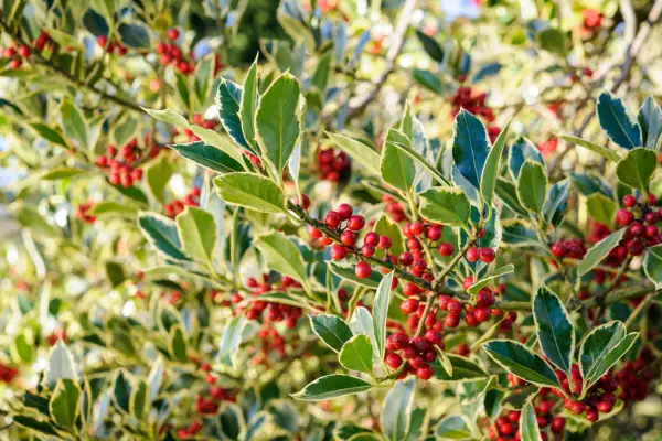 Ilex aquifolium 